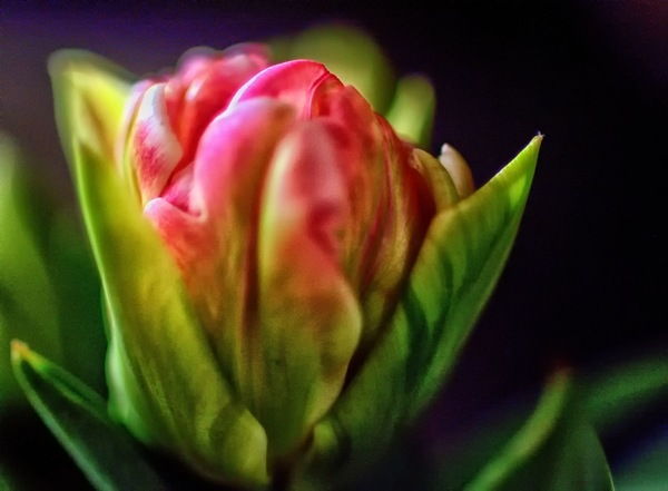 Tulpe.jpg