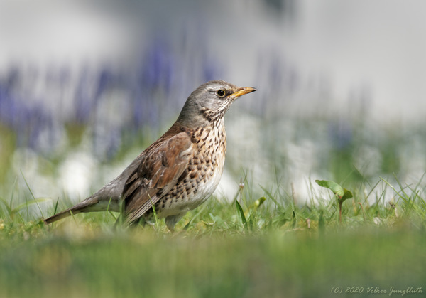 Wacholderdrossel (Turdus pilaris) - mFT