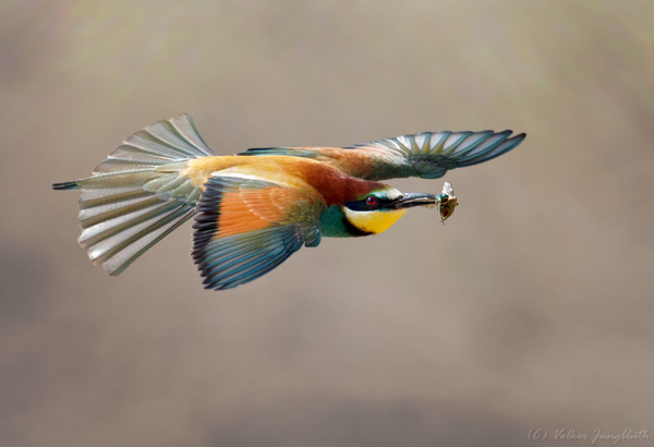 Bienenfresser (Merops apiaster) - BIF - mFT