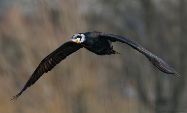 Kormoran / BIF - mFT