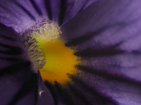 Horn-Veilchen (Viola cornuta)