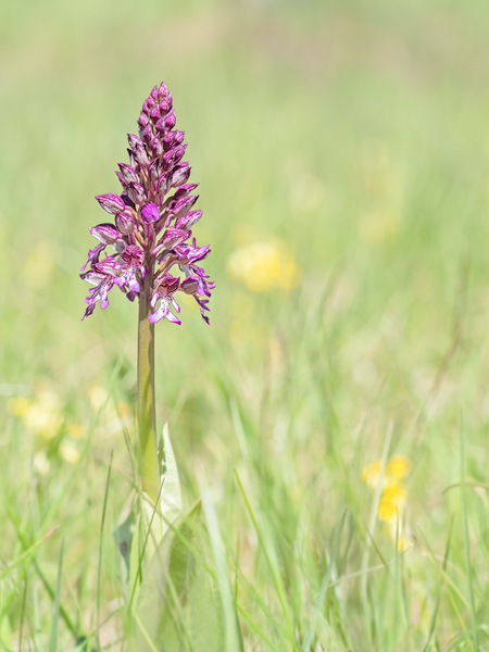 Orchis x hybrida - Hybride aus Purpur- und Helm-Knabenkraut