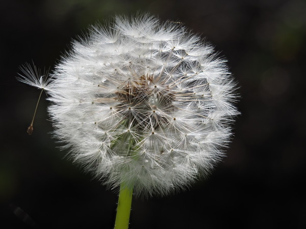 Am Wegesrand.....JPG