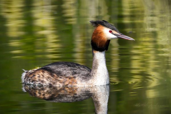 Der Wächter