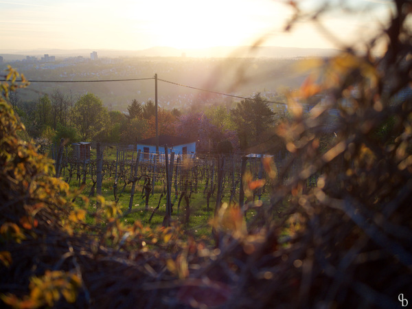 Weinbergmorgen