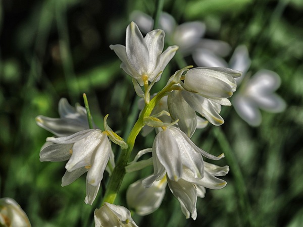 Glöckchen