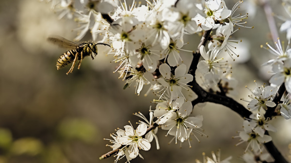 Fleißige Bienen