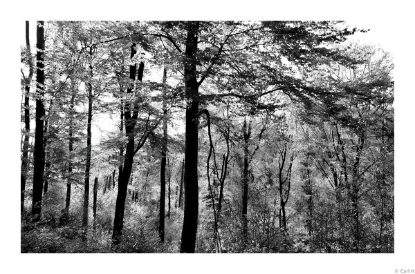 Sonnenuntergang im Wald