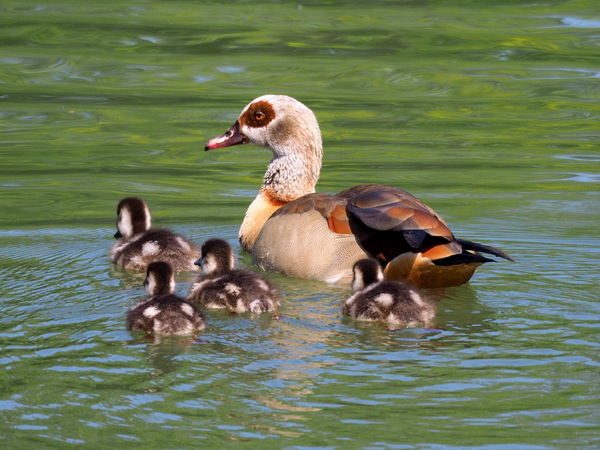 Nilgans