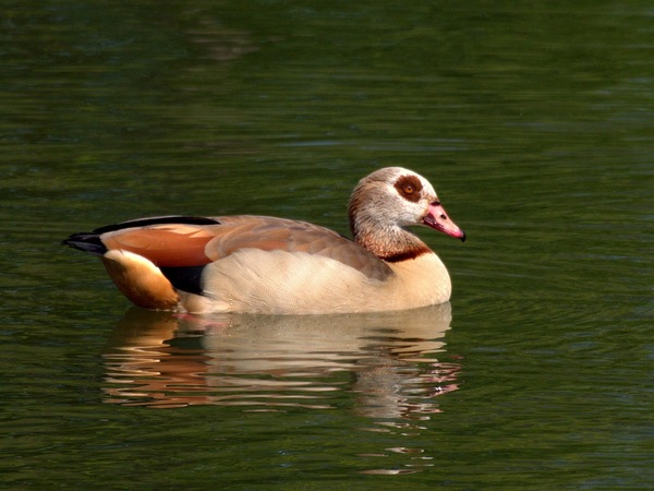 Nilgans2.1.jpg