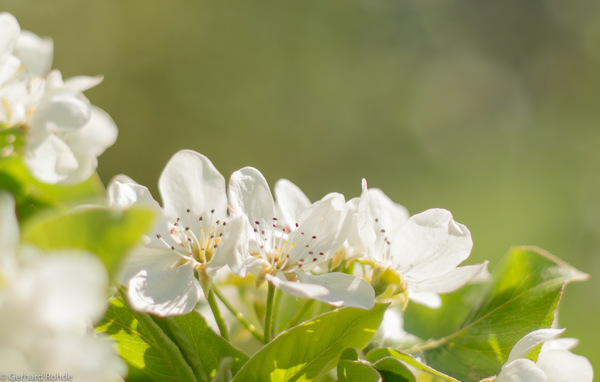 Birnbaumblüte