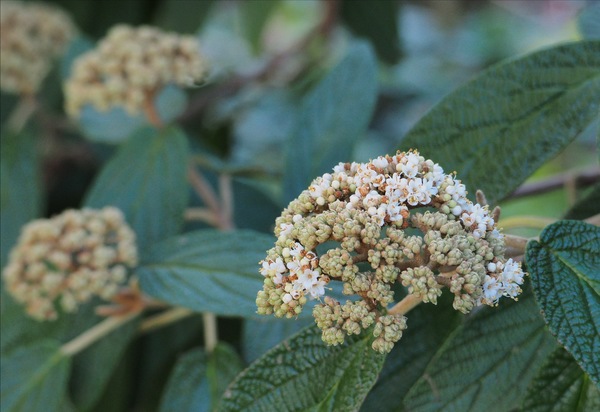 Runzelblättriger ...