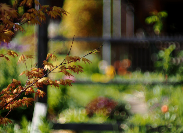 Gartenszene: Frischer Austrieb Acer palmatum diss.