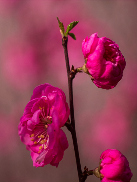 Mandelblüte