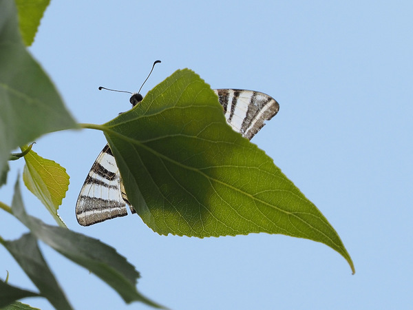 Segelfalter (1)