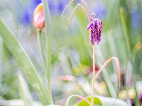 Schachbrettblume