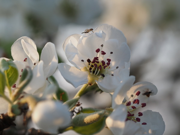 Birnbaumblüte