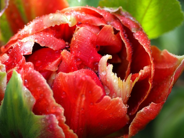 Tulpe.JPG