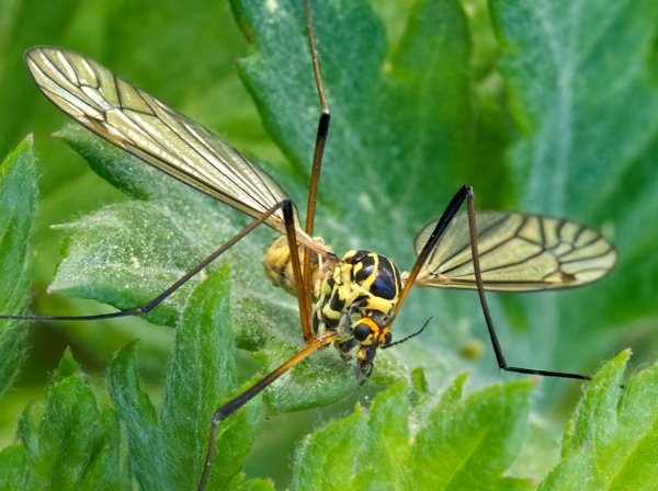Wiesenschnake