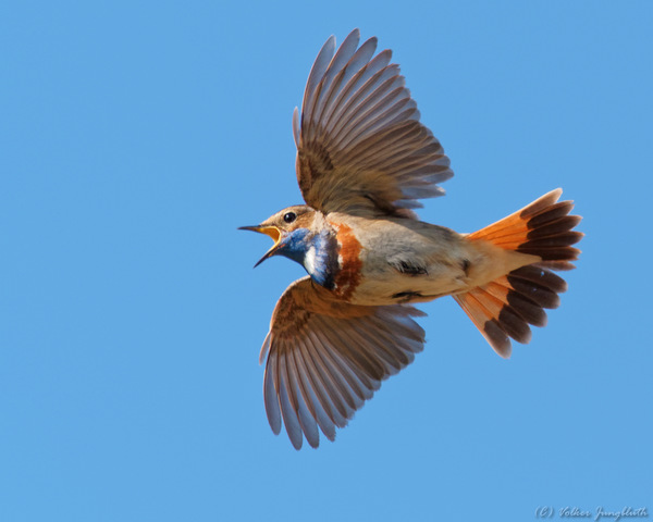 Blaukehlchen (Luscinia svecica) - BIF/mFT