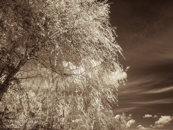 „Frühling #864”