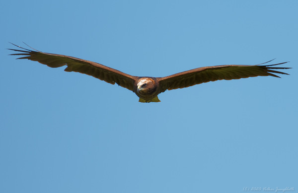 Rohrweihe (Circus aeruginosus) w / BIF (mFT)