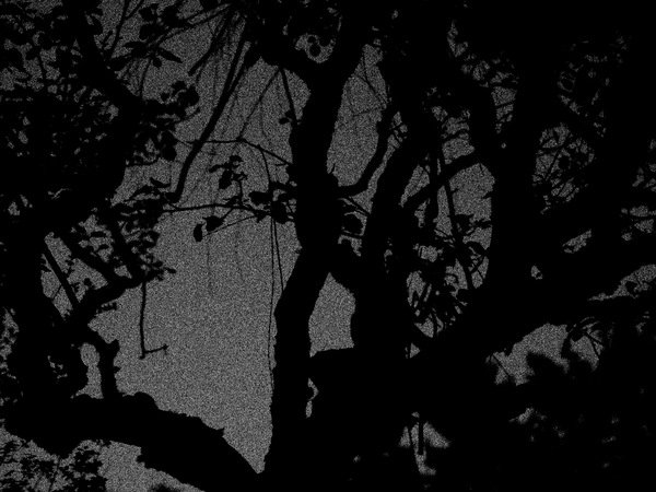 P4230106B (4) Urwald.jpg