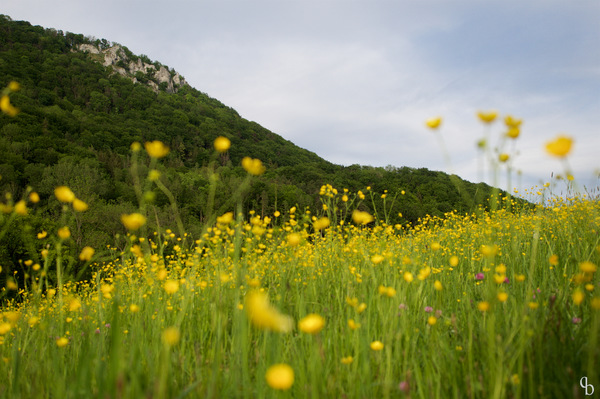 Frühlingsblumenwiese (2)