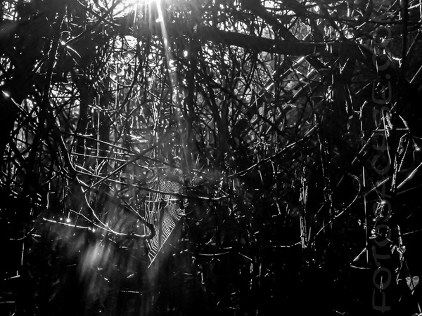 Primeval Forest