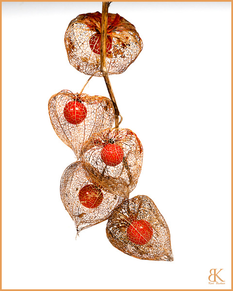 Physalis 3.jpg