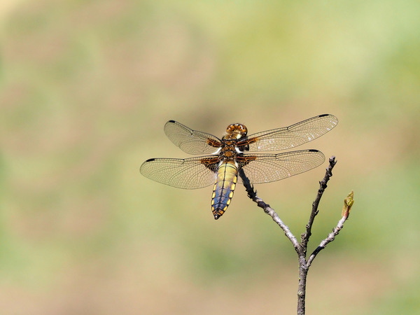 Plattbauch Libelle junges Männchen.jpg