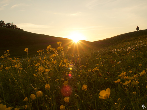 Frühlingsblumenwiese
