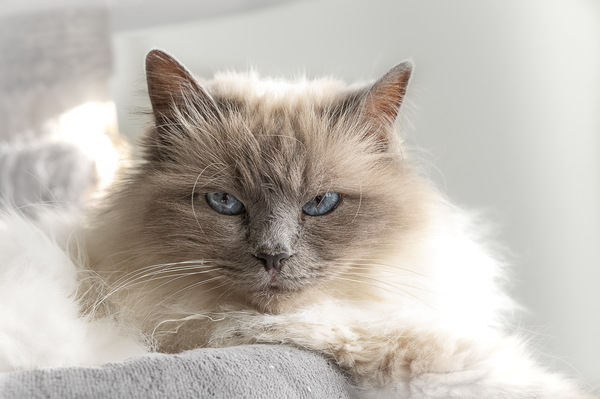 Alles für die Katz