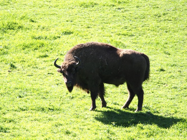Bison
