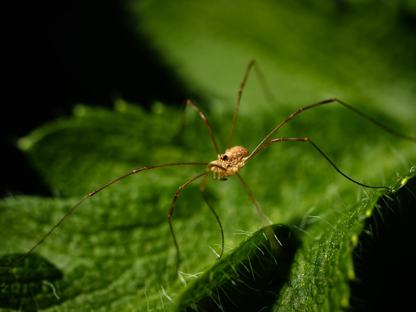Spinne auf Mohnblatt (1 von 1).jpg
