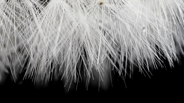Pusteblume