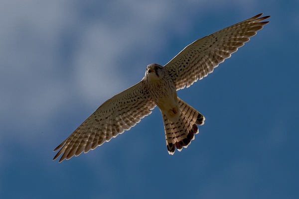 Turmfalke ...