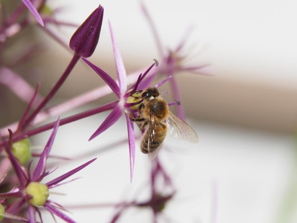 Die Bienen haben viel zu tun.