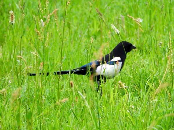 Elster im Gras...