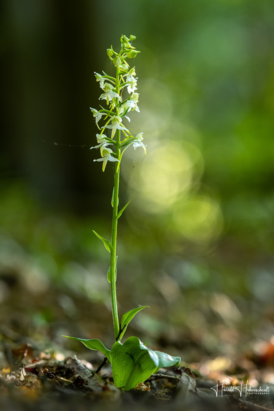 Waldhyazinthe im hüpfenden Licht