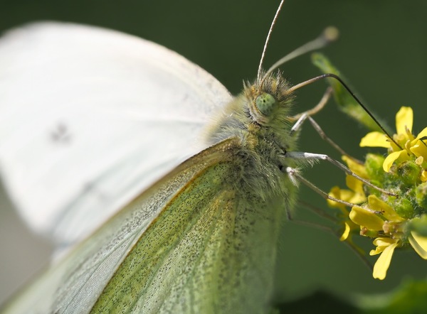 Schmetterling Detail