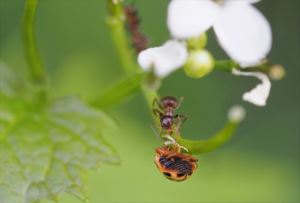Tierische Begegnung