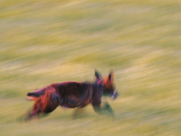 fox-art