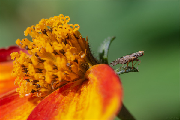 Fliege - ohne Bokeh-Blütenblatt
