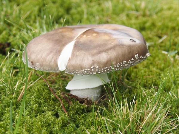 Grauer Wulstling ?