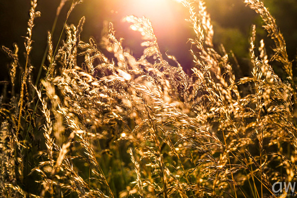 ...die Goldene Stunde I