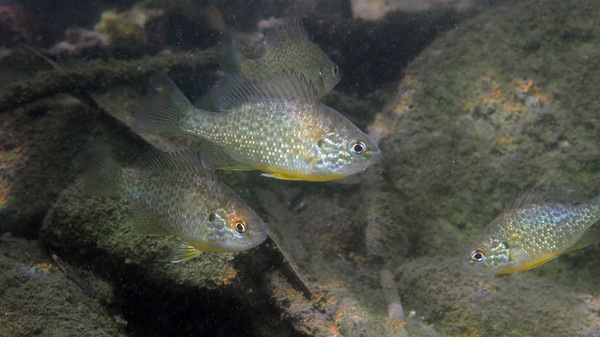 Sonnenbarsche im Flachwasser