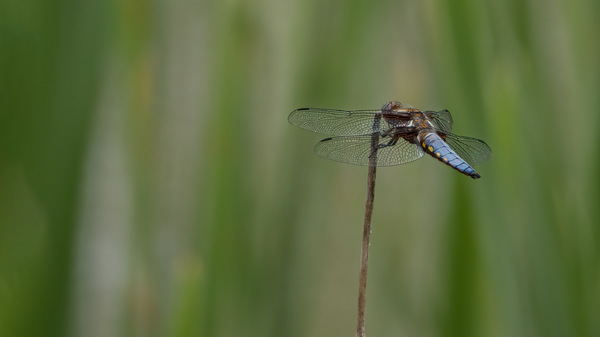 Libelle