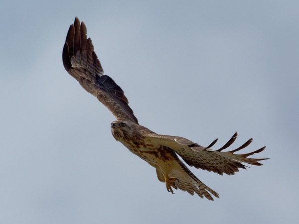 Bussard (2)