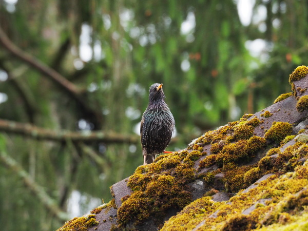 Stolzer Regenvogel